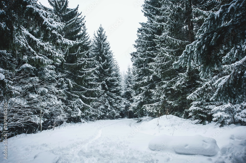 landscape in the mountains in winter with trees covered with snow