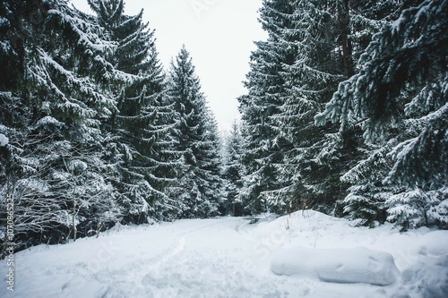 Obraz na płótnie landscape in the mountains in winter with trees covered with snow w salonie