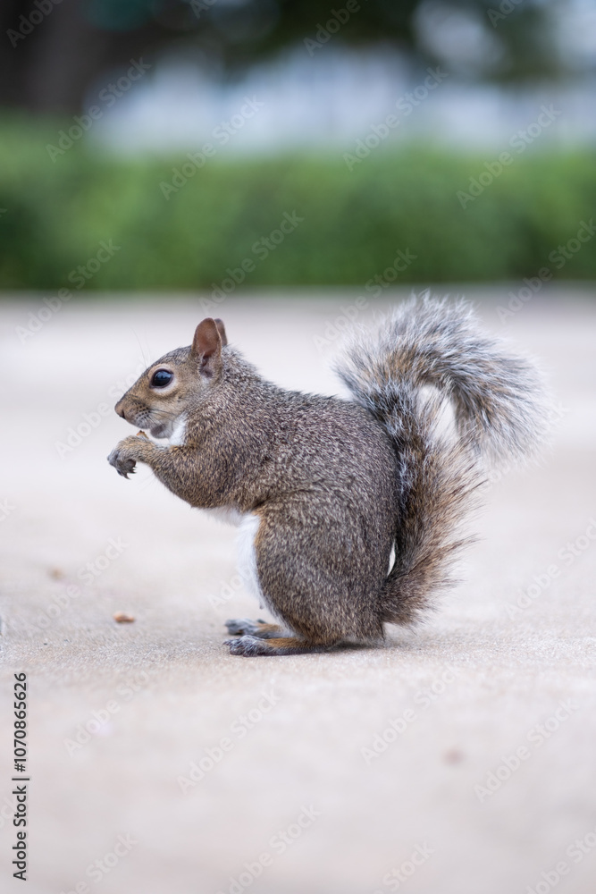 Fototapeta premium squirrel eating nut