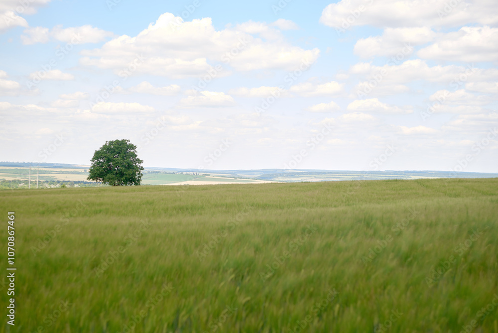 field and blue sky field and blue sky
