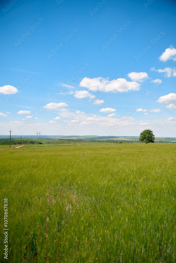 field and blue sky field and blue sky