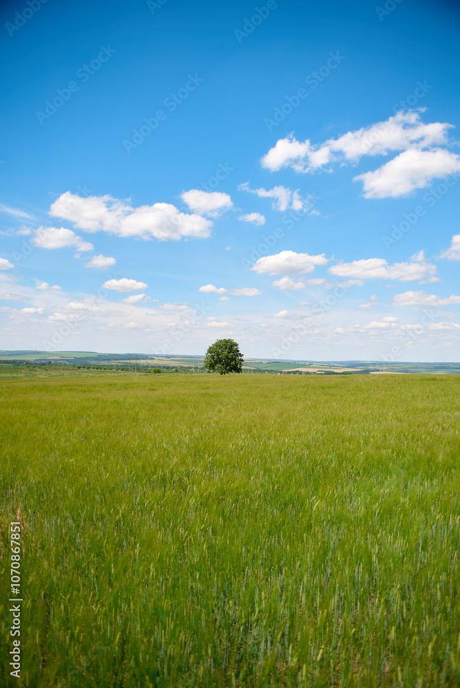 Fototapeta premium field and blue sky