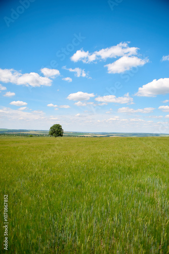 field and blue sky