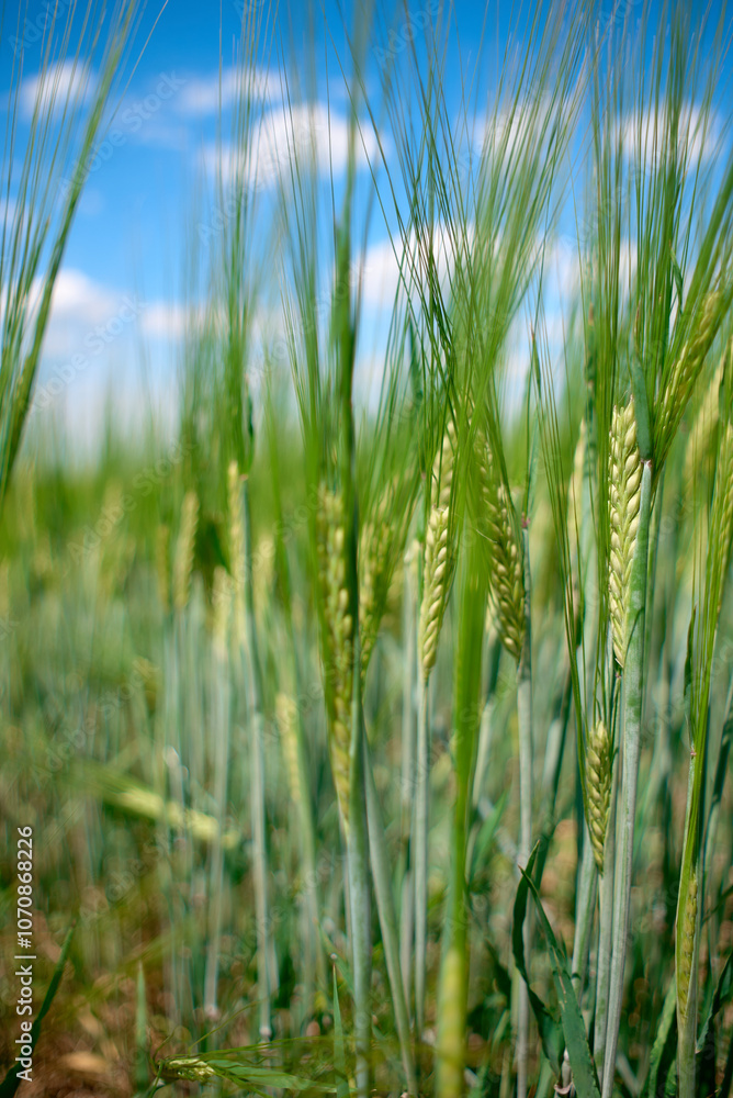 Naklejka premium field and blue sky