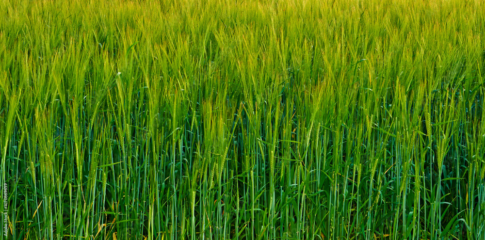 Obraz premium Farm, agriculture and green field with crops, sustainability and countryside with plants and environment. Organic, eco friendly and growth of fiber production for small business with agro and outdoor