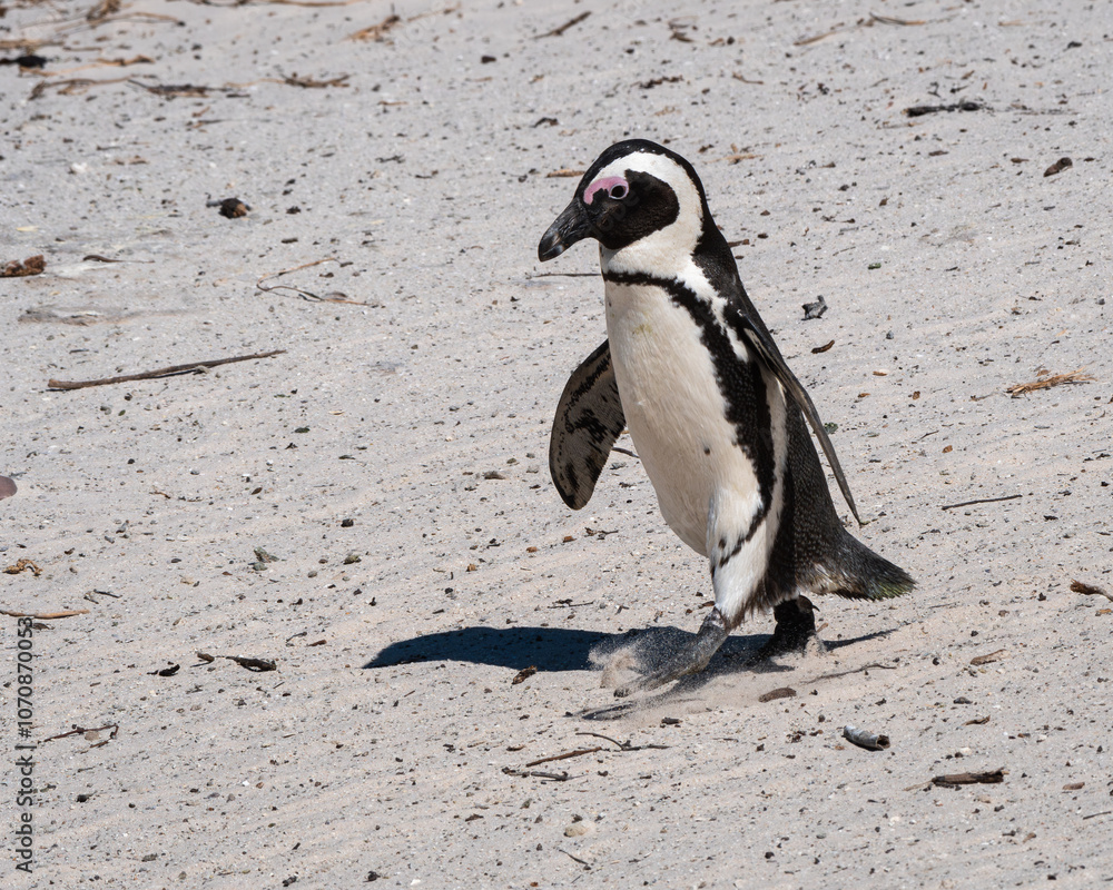 Fototapeta premium Marching African Penguin