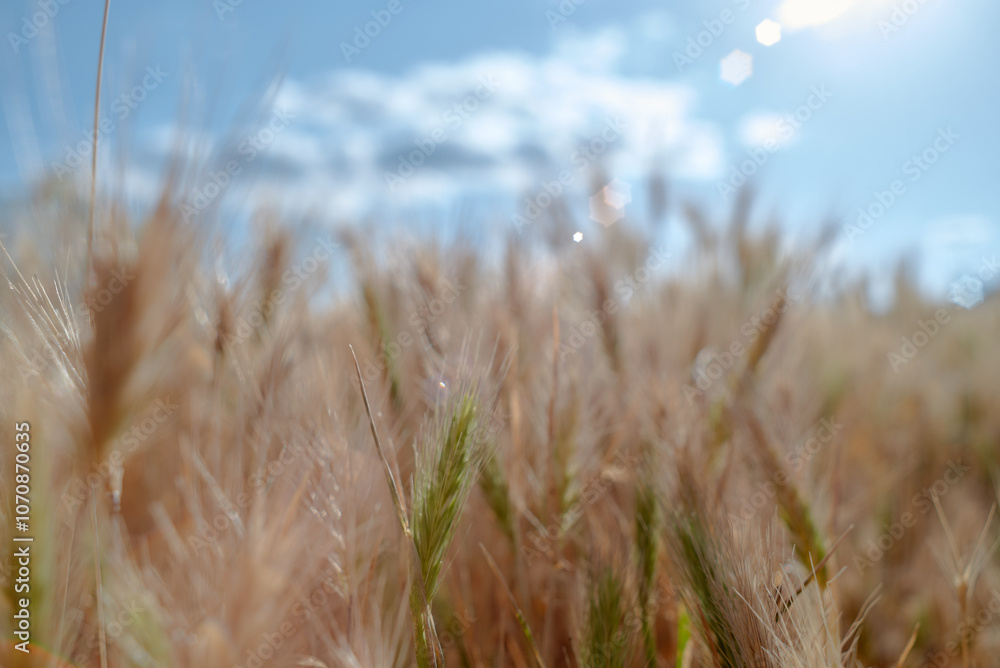 Fototapeta premium pink cosmos flowers
