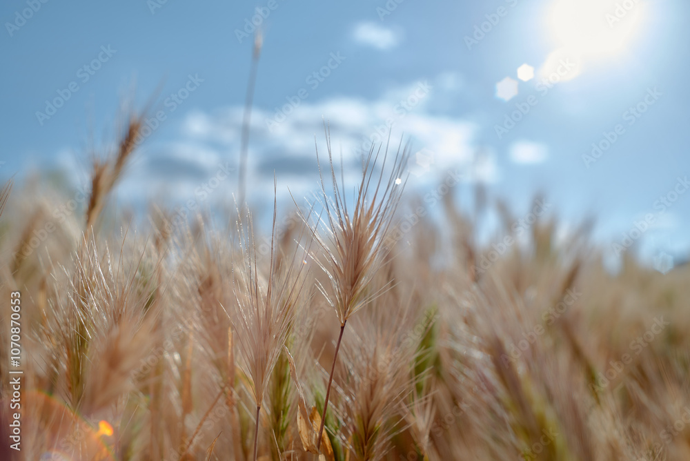 Fototapeta premium pink cosmos flowers