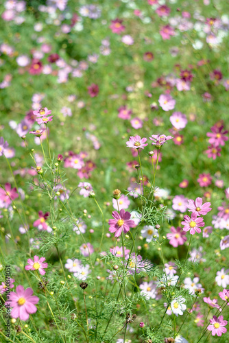 pink cosmos flowers