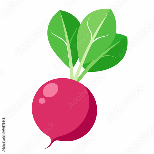 Radish isolated 