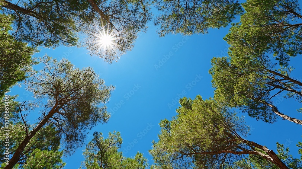 Obraz premium Sunlight Through Pine Trees