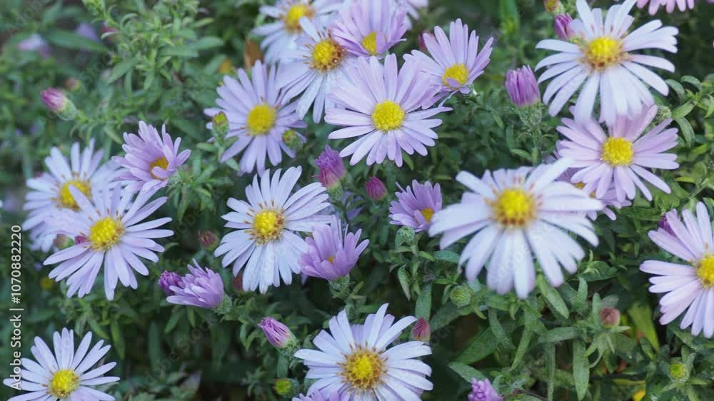 Closeup of Aster amellus or Italien Aster. Michaelmas Daisy or Italien Starwort in the garden. Sunny day in the garden Closeup of Aster amellus or Italien Aster. Michaelmas Daisy or Italien Starwort in the garden. Sunny day in the garden