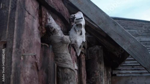 The skull of an animal on the wooden wall of a village house. An eerie atmosphere of horror, witchcraft, shamanism and scary stories. 4K