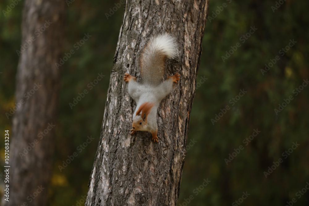 Beautiful cute red squirrel sitting on the tree in autumn park Beautiful cute red squirrel sitting on the tree in autumn park