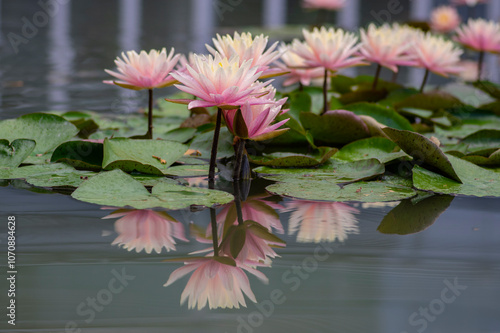 Nymphaea tropic sunset light aquatic flowers in bloom the pond with green leaves, group of pale pink flowering water lilies photo