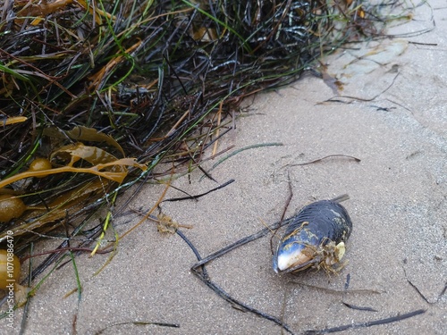 California mussel on wet sand with fresh washed out sea weeds after tide receded photo