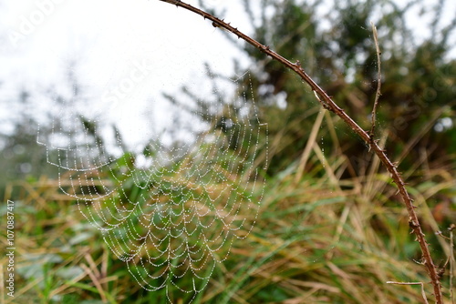 Spider web with dew drops, Brandon Bill, Co. Kilkenny, Ireland