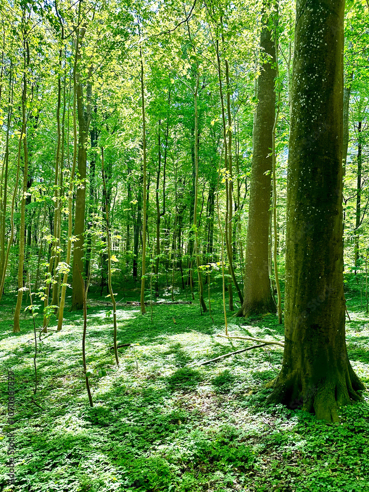 Obraz premium Forest