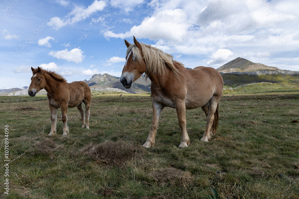 little pony feeding in the field in the north of Spain. little pony feeding in the field in the north of Spain.
