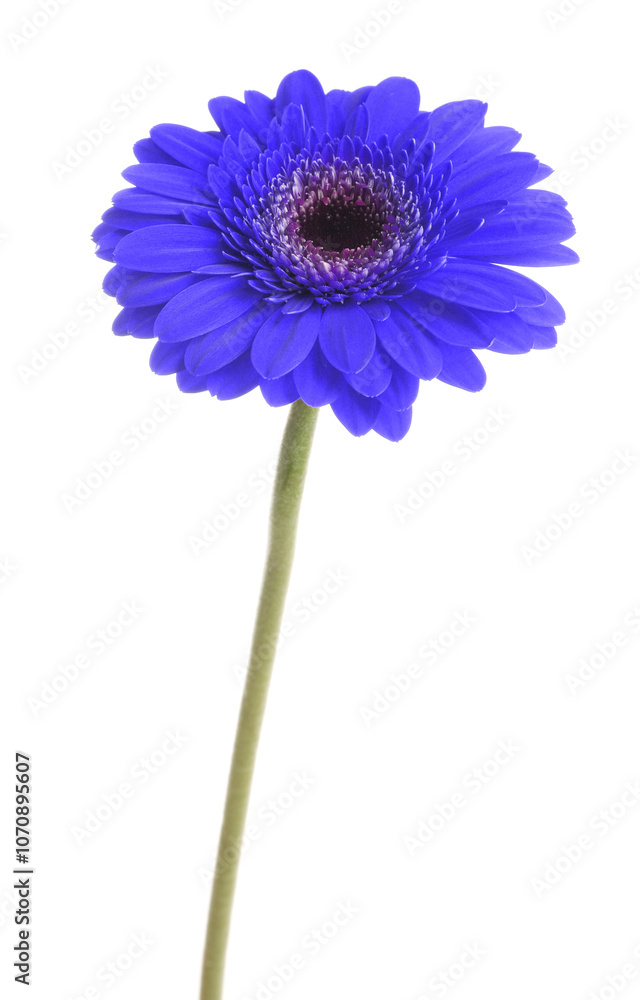 Fototapeta premium Beautiful blue gerbera flower on white background