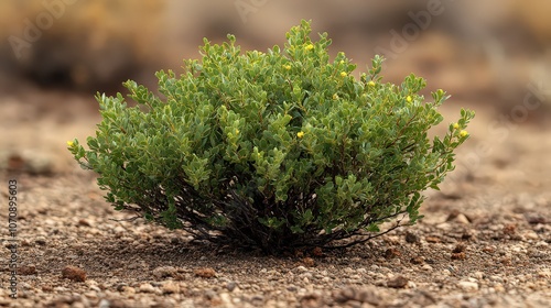  Creosote bush with small, waxy green leaves and yellow flowers, growing in dry desert soil; low shape and resilience show adaptation to harsh arid conditions. photo