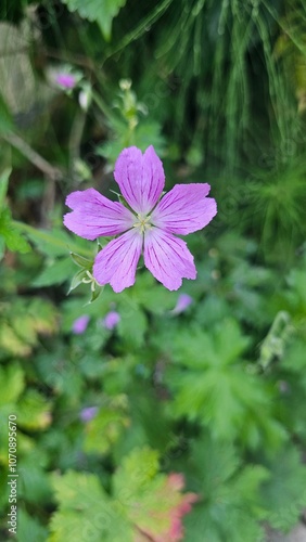 Delicate purple flower with 5 petals close-up against a background of green meadow