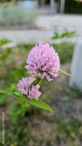 Pink clover flower close up