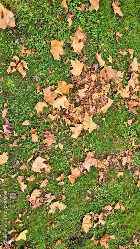 Autumn Leaves Scattered on Lush Green Grass photo