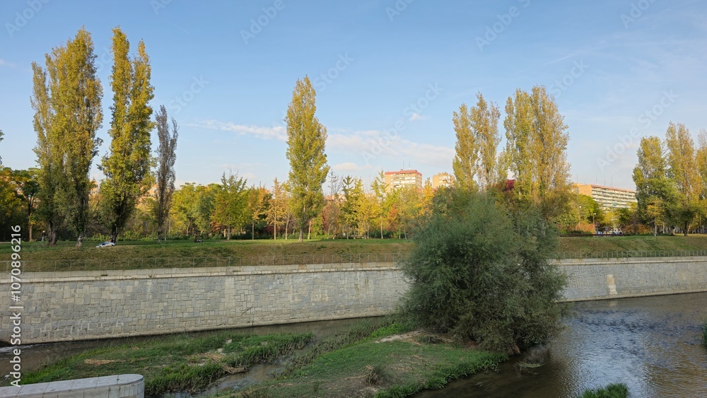 Fototapeta premium Tranquil Riverside Scenery with Tall Poplar Trees