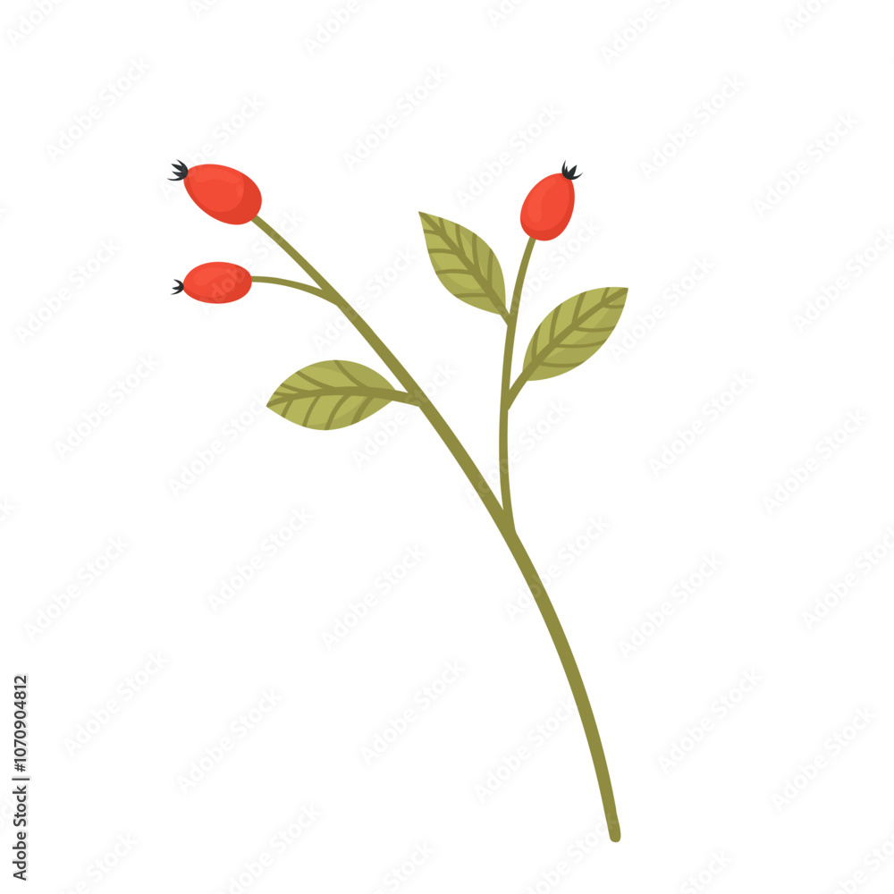 Rosehip in flat vector style, isolated on white background. Hand drawn vector illustration of rosehip with colorful autumn lava. Branch with red berries, hand drawn Rosehip in flat vector style, isolated on white background. Hand drawn vector illustration of rosehip with colorful autumn lava. Branch with red berries, hand drawn