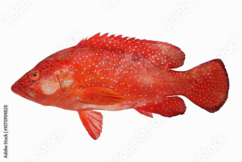 Fotografie Coral hind or Blue spotted red grouper (Cephalopholis miniata)
