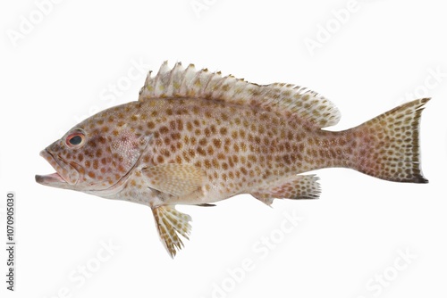 Areolate Grouper (Epinephelus areolatus) seafood in white background photo