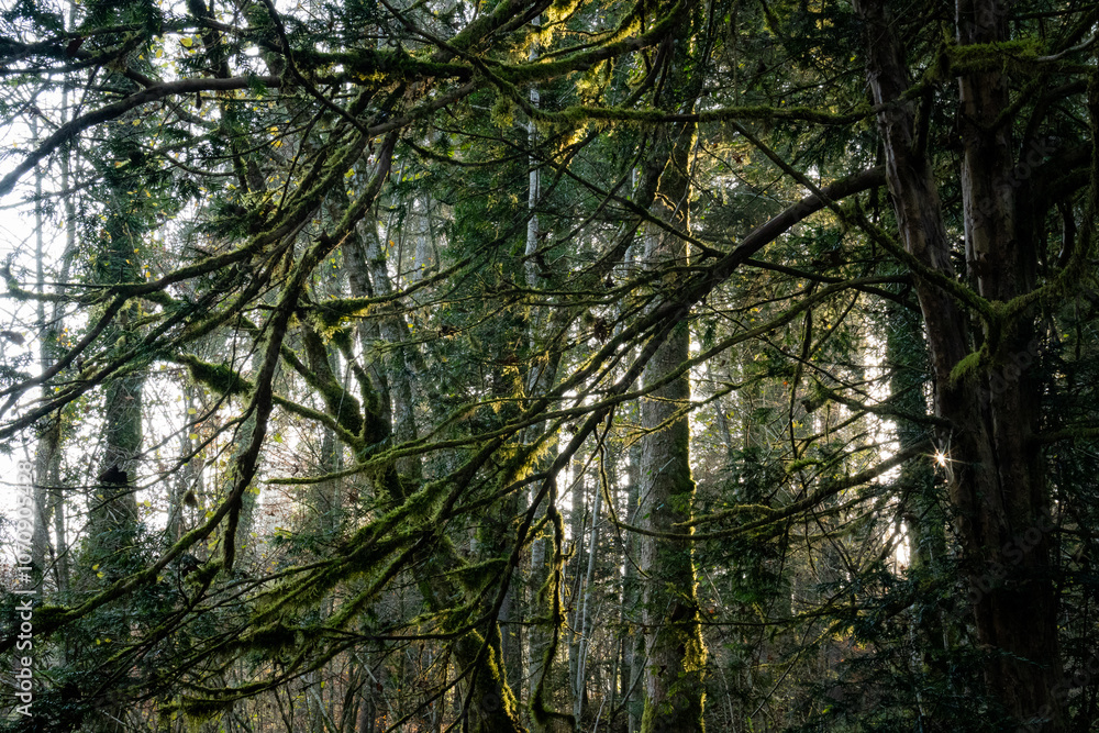 Obraz premium Äste von Baum mit Moos bewachsen