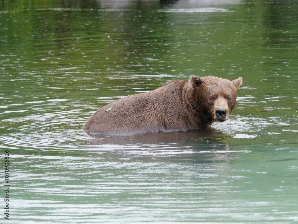 Brown Bear in a Tranquil River Brown Bear in a Tranquil River
