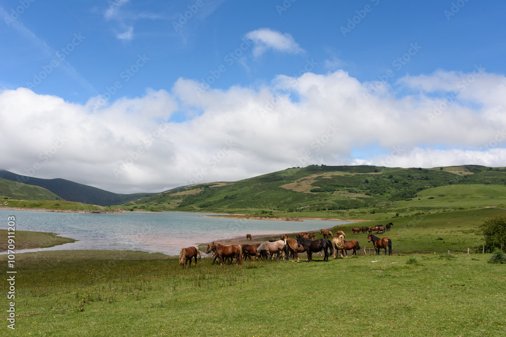 Obraz premium Manada de caballos paciendo junto a un embalse en zona montañosa.