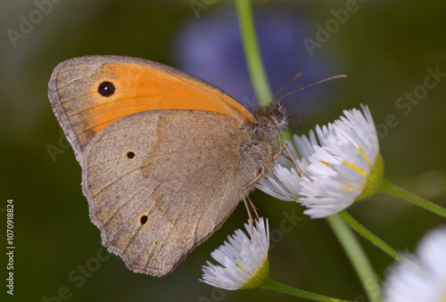 Fototapeta Naklejka Na Ścianę i Meble -  butterfly meadow brown Maniola jurtina sitting on a plant