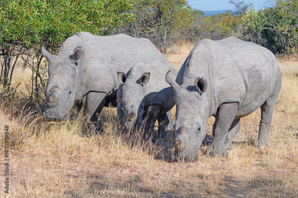 Fototapeta premium White Rhino Family Grazing in the Grasses