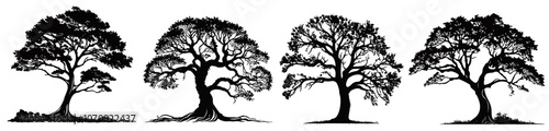 oak tree silhouettes with detailed branches, black vector design