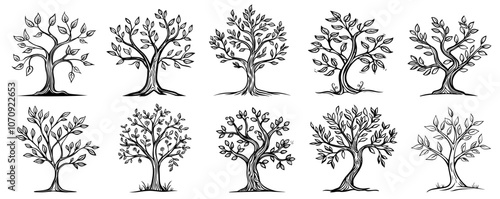 different types of deciduous trees, vector style tree silhouette icons