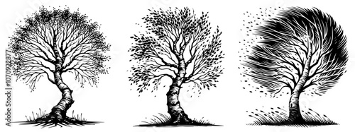 Tableau sur toile windblown tree silhouettes with curved trunks and dynamic branches, black vector