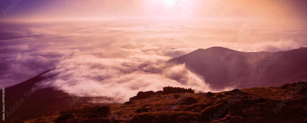 Fototapeta premium blooming summer rhododendrons flowers in the mountains, amazing panoramic nature scenery