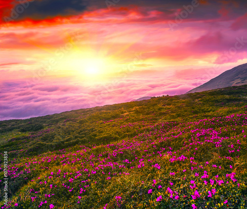 blooming summer rhododendrons flowers in the mountains, amazing panoramic nature scenery