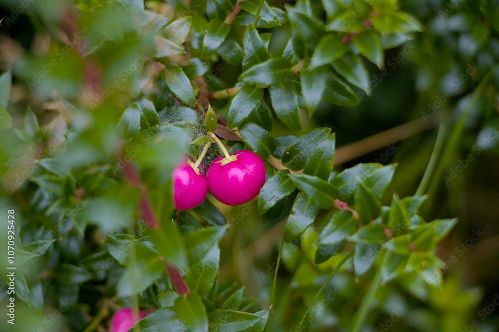 wild berries