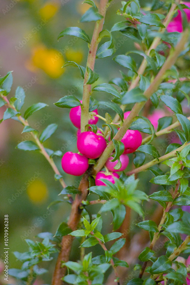 berries in the forest
