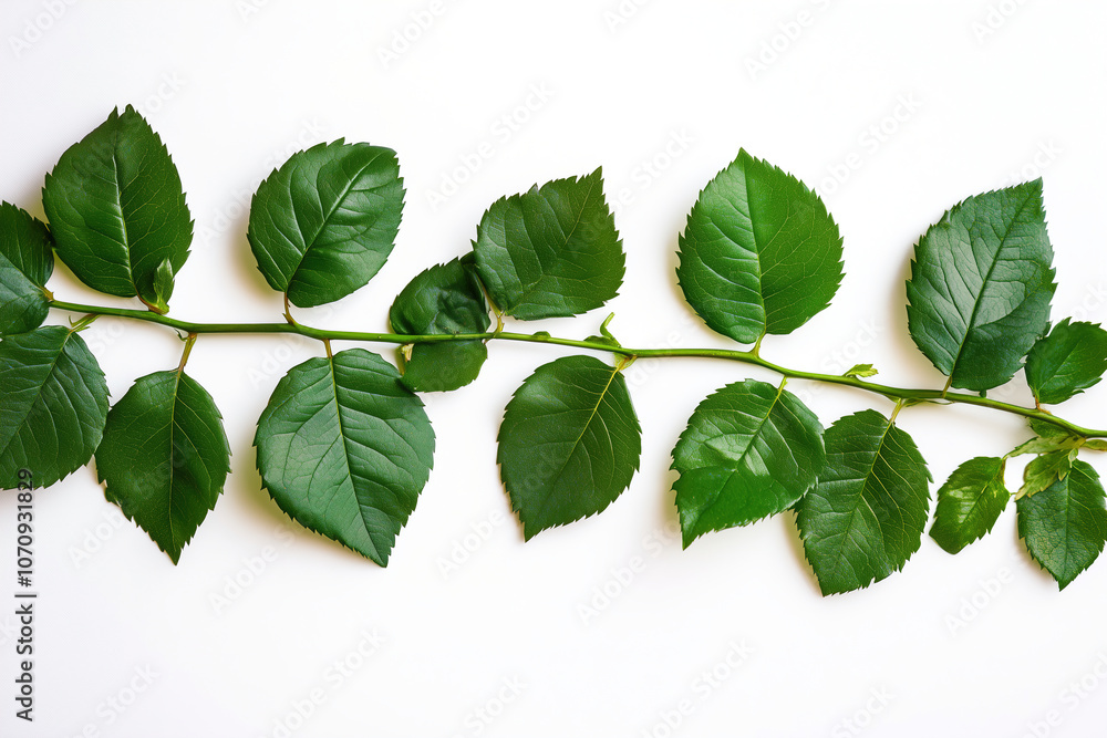 Fototapeta premium Vibrant green rose leaves arranged neatly on a white background, showcasing their intricate shape and natural beauty. Generative AI
