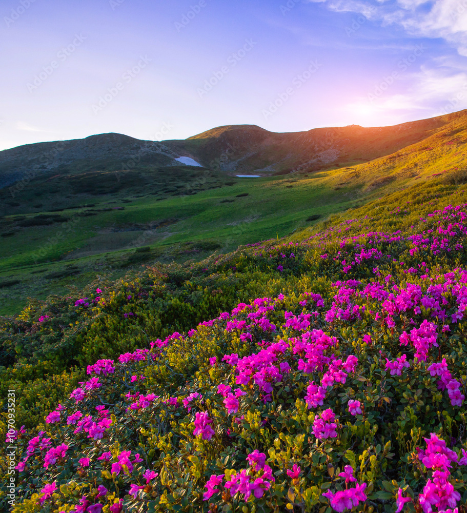 blossom pink rhododendrons flowers, amazing panoramic nature scenery blossom pink rhododendrons flowers, amazing panoramic nature scenery