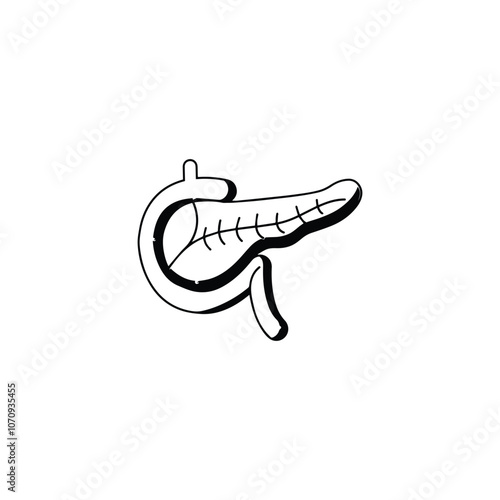 Pancreas with Duodenum Vector Illustration for magazines, books or scientific presentation