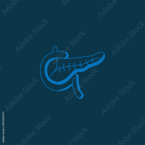 Pancreas with Duodenum Vector Illustration for magazines, books or scientific presentation