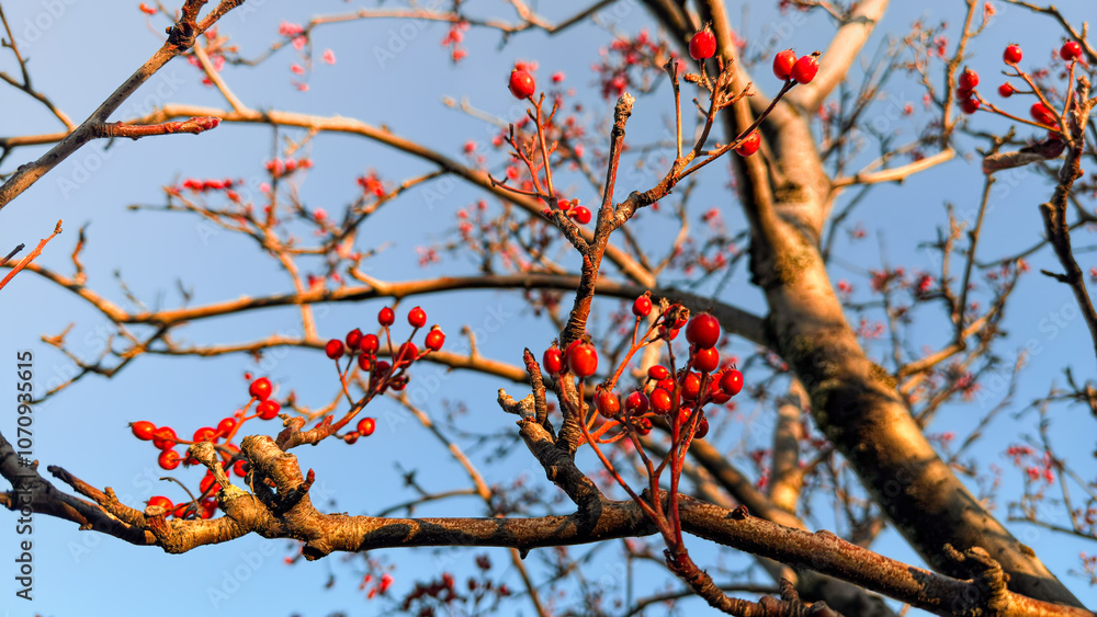 A beautiful autumn scene featuring bright red berries on delicate branches, set against a vivid blue sky. The contrast between the red berries and the sky highlights the beauty of nature in the fall