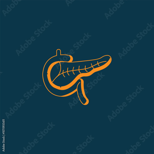 Pancreas with Duodenum Vector Illustration for magazines, books or scientific presentation